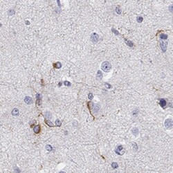 MAP6D1 Antibody, Novus Biologicals:Antibodies:Primary Antibodies